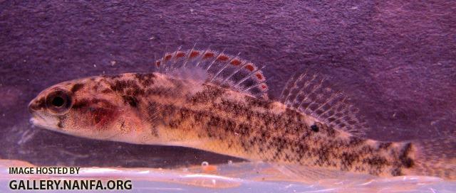 Etheostoma asprigene 1 by BZ
