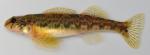 Etheostoma blennioides female3 by BZ