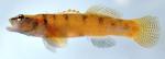 Etheostoma brivispinum male1 by AK