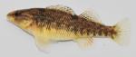 Etheostoma caeruleum female1 by BZ