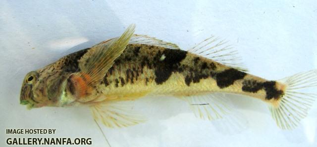 Etheostoma blennius 1 by BZ