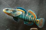 Etheostoma caeruleum male5 by BZ