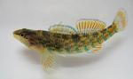 Etheostoma caeruleum male6 by BZ