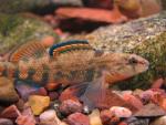 Etheostoma caeruleum x spectabile male3 by BZ