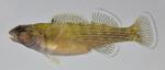 Etheostoma camurum female1 by BZ