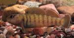 Etheostoma camurum male5 by JZ