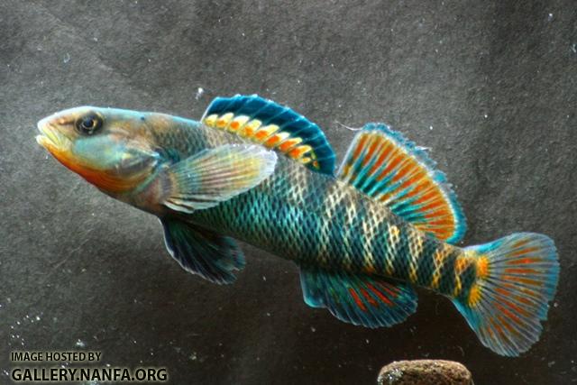 Etheostoma caeruleum male5 by BZ