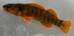 Etheostoma camurum x tippecanoe male3 by BZ