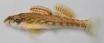 Etheostoma coosae 1 by BZ