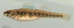 Etheostoma exile female1 by BZ