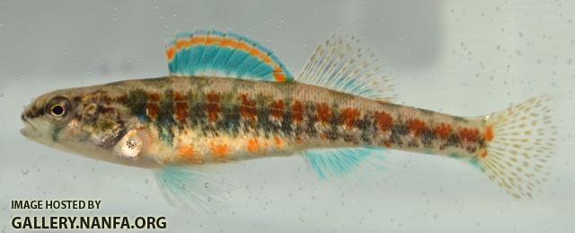 Etheostoma exile male2 by BZ