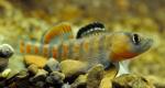 Etheostoma lawrencei male1 by BZ