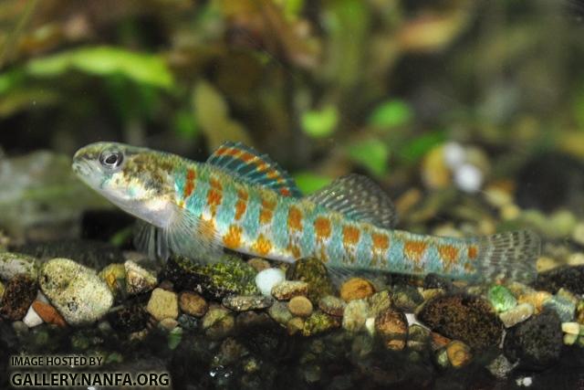 Etheostoma exile male6 by BZ