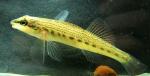 Etheostoma maydeni juvenile1 by BZ