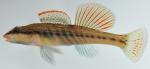 Etheostoma maydeni male1 by BZ