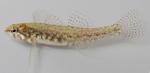 Etheostoma microperca female1 by JZ