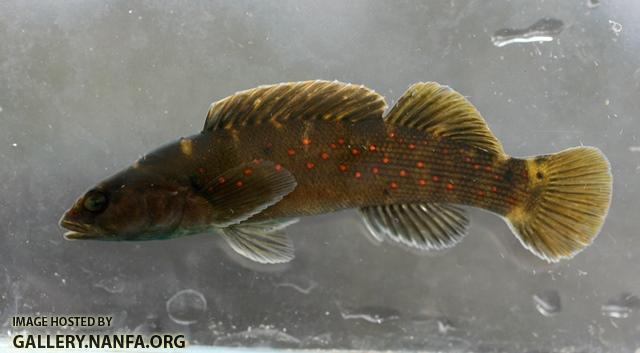 Etheostoma maculatum male4 by BZ