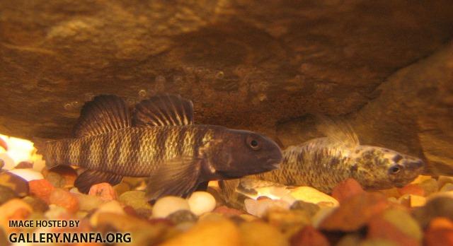 Etheostoma nigrum pair3 by BZ