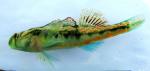 Etheostoma occidentale male1 by BZ