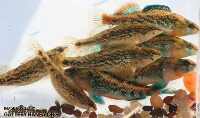 Etheostoma spectabile 4pairs by JZ