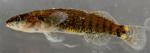 Etheostoma tippecanoe female2 by BZ