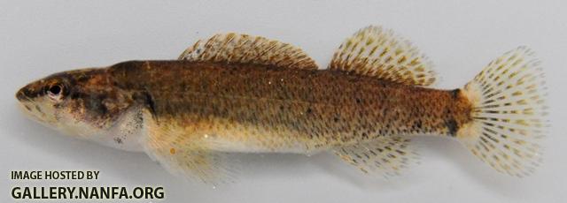 Etheostoma tippecanoe female1 by BZ