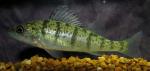 Perca flavescens4 by BZ