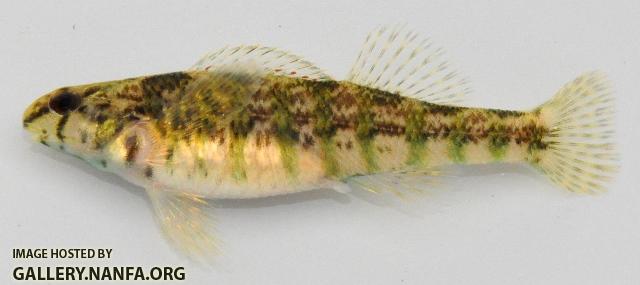 Etheostoma zonale female2 by BZ
