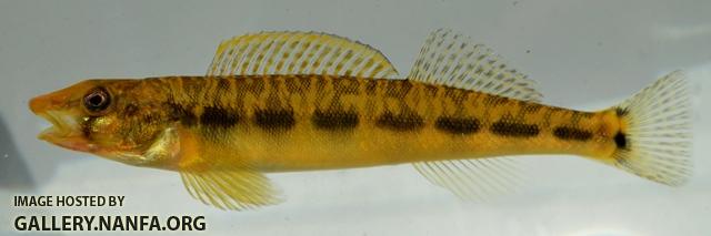 Percina burtoni 3 by BZ