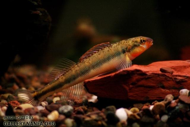 Percina evides male Ozark form2 by BZ