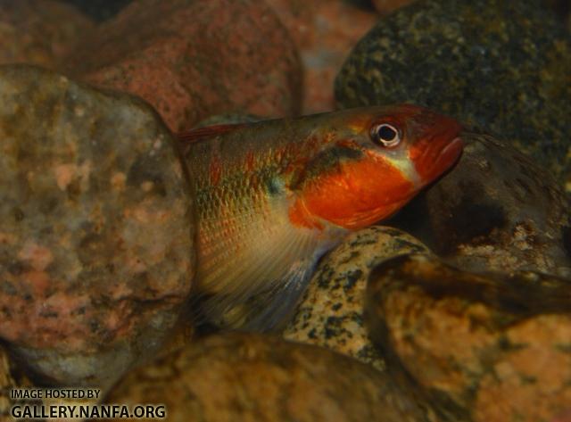 Percina evides male Ozark form3 by BZ