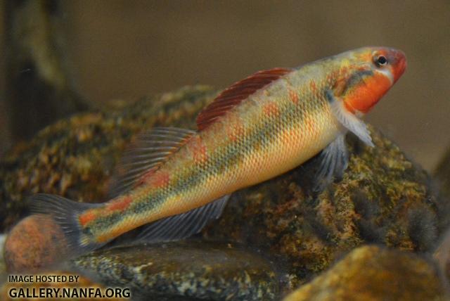 Percina evides male Ozark form4 by BZ