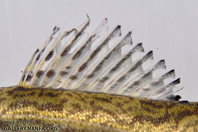 Sander canadensis x vitreus dorsal fin by BZ