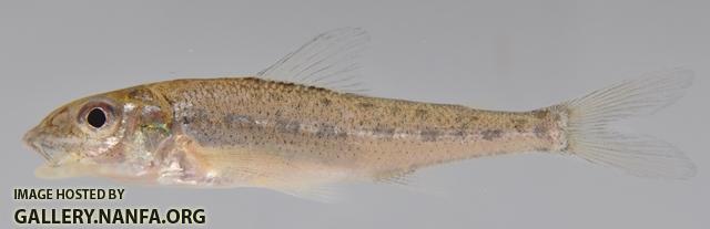 Percopsis omiscomaycus2 by BZ
