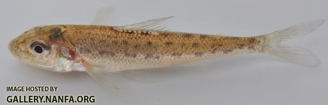 Percopsis omiscomaycus4 by BZ