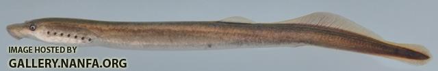 Lampetra aepyptera1 by BZ