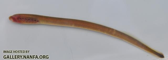 Lethenteron appendix Ammocete1 by BZ