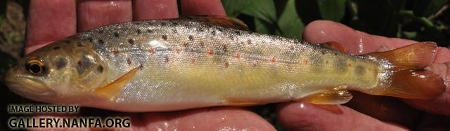 Salmo trutta5 by AK