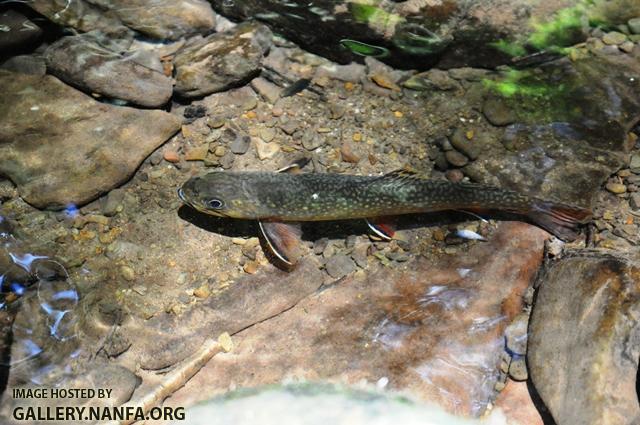 Salvelinus fontinalis5 by BZ