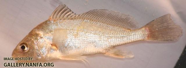 Aplodinotus grunniens2 by BZ