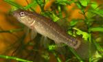 Umbra pygmaea1 by BZ