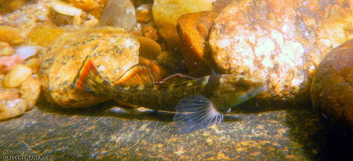Etowah Darter
