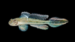 Gobies - Gobiidae