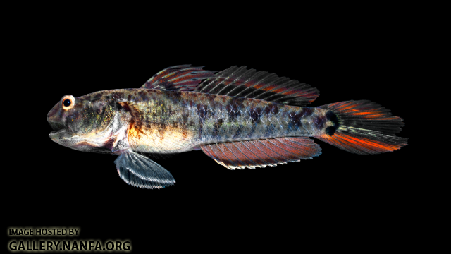 Lyre Goby - Evorthodus lyricus