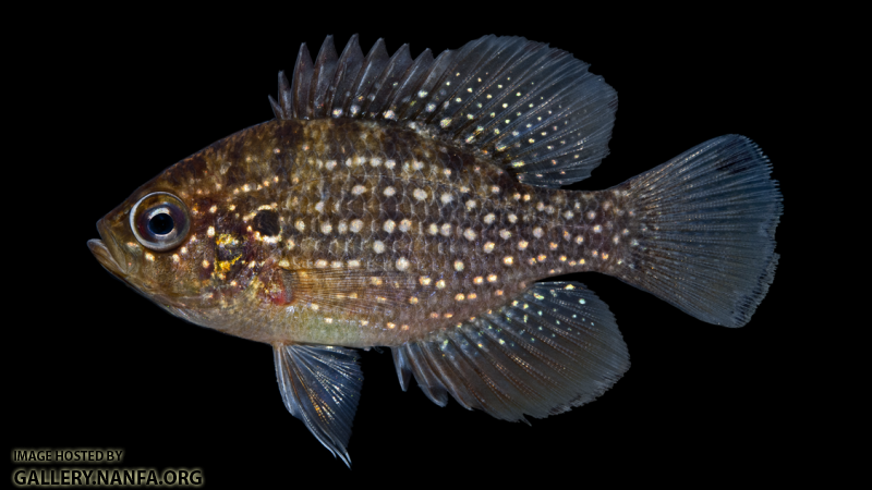 Bluespotted Sunfish - Enneacanthus gloriosus
