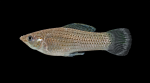 Sailfin Molly - Poecilia latipinna - Male