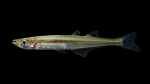 Neotropical Silversides - Atherinopsidae