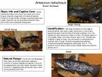 Ameiurus nebulosus - Brown Bullhead