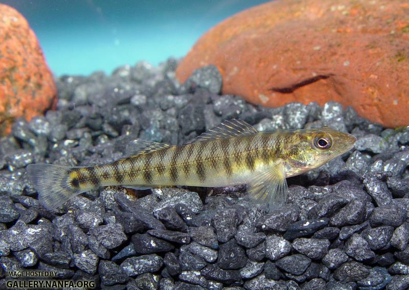 Logperch3