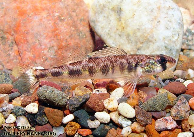 River Darter2a